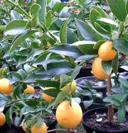 '莱克兰'莱姆金柑Limequat 'Lakeland' picture from Plantes du Sud