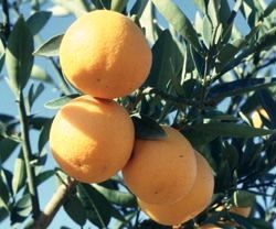 '里奥格兰德'柠檬金柑Lemonquat 'Rio Grande', © UC-Riverside