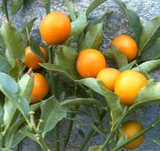 '圆实'金柑Fortunella japonica, Marumi kumquat © Petr Broža