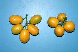 '长实'金柑和'圆实'金柑Nagami(left) and Marumi(right) kumquats