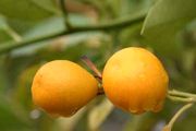 '马来亚'金柑Fortunella polyandra, Malayan kumquat