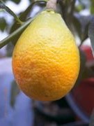 '托马斯维尔'枳橙金橘Citrangequat 'Thomasville', © Petr Broža