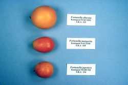 '福州'金柑,'长实'金柑和'圆实'金柑Fukushu, Nagami and Marumi kumquats