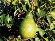 ‘四季’枳橙金柑Citrangequat 'Four Seasons'