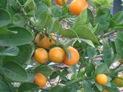 '福州'金柑Fukushu kumquat