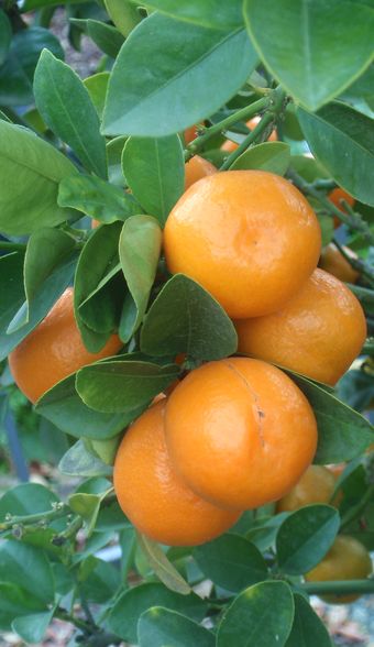 '福州'金柑'Fukushu' kumquat