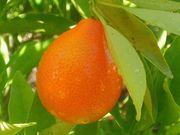 '印第奥'金柑'Indio' Mandarinquat