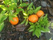 '印第奥'金柑'Indio' Mandarinquat