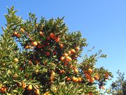 '印第奥'金柑'Indio' Mandarinquat