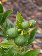 ‘马西亚罗利’枳橙金柑'Macciaroli' Citrangequat