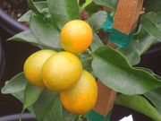 '明和'金柑Meiwa kumquat