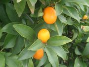 '明和'金柑Meiwa kumquat