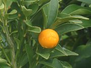 '明和'金柑Meiwa kumquat