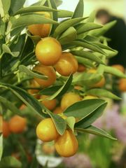 '长实'金柑Nagami Kumquat