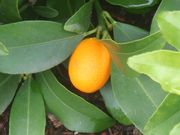 '长实'金柑Nagami Kumquat
