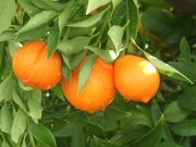 '日本金柑'Mandarinquat 'Nippon'