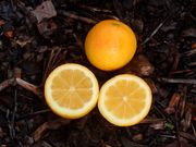 '诺德曼'无籽金柑'Nordmann Seedless' kumquat