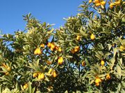 '诺德曼'无籽金柑 'Nordmann Seedless' kumquat