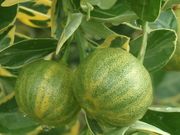 '彼得斯'四季橘'Peters', a variegated calamondin