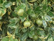 '彼得斯'四季橘'Peters', a variegated calamondin