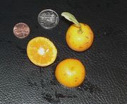 '彼得斯'四季橘'Peters', a variegated calamondin