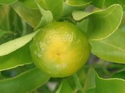 '辛顿'枳橙金柑Citrangequat 'Sinton'