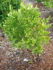 '辛顿'枳橙金柑Citrangequat 'Sinton'