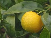 '山夸特'金柑，又称：柠檬金柑Sunquat (Lemonquat)