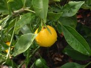 '山夸特'金柑，又称：柠檬金柑Sunquat (Lemonquat)