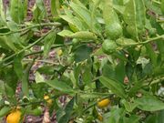 '山夸特'金柑，又称：柠檬金柑Sunquat (Lemonquat)