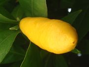 '塔瓦里斯'莱姆金柑Limequat 'Tavares'