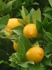 '塔瓦里斯'莱姆金柑Limequat 'Tavares'