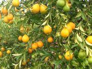 '托马斯维尔'枳橙金柑 Citrangequat 'Thomasville'