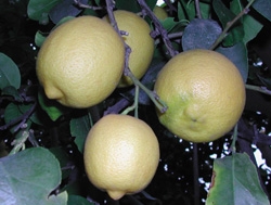 '费米耐罗'柠檬'Femminello' lemon