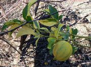 '爱伦杂色尤力克'柠檬'Allen' variegated lemon