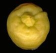 '亚当斯苹果'柠檬 Adam's apple, Citrus aurata
