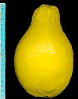 '鲁米亚'梨形柠檬Pear lemon, Citrus lumia