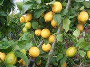 '尤力克'柠檬'Eureka' lemon