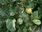 粉红柠檬(杂色柠檬)Pink-fleshed lemon (Variegated Eureka)