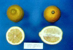 '费米耐罗'柠檬'Femminello' lemon