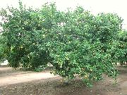 '费米耐罗'柠檬'Femminello' lemon