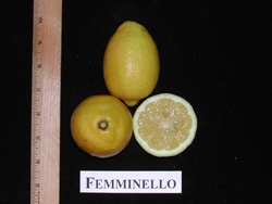'费米耐罗'柠檬'Femminello' lemon