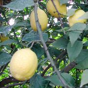 '普里莫菲奥里'柠檬'Primofiori' lemon