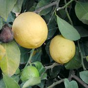 '弗罗斯特里斯本'柠檬'Frost Lisbon' lemon