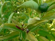 '加尔加尔'柠檬'Galgal' lemon, Citrus pseudolimon