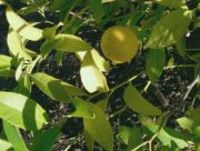 '加尔加尔'柠檬'Galgal' lemon, Citrus pseudolimon