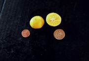 '加尔加尔'柠檬'Galgal' lemon, Citrus pseudolimon
