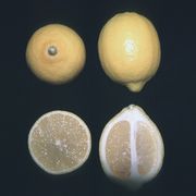 '杰诺瓦'柠檬'Genoa' lemon