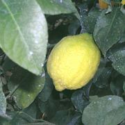 '杰诺瓦'柠檬'Genoa' lemon