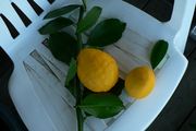 ‘梅耶’柠檬Meyer lemon